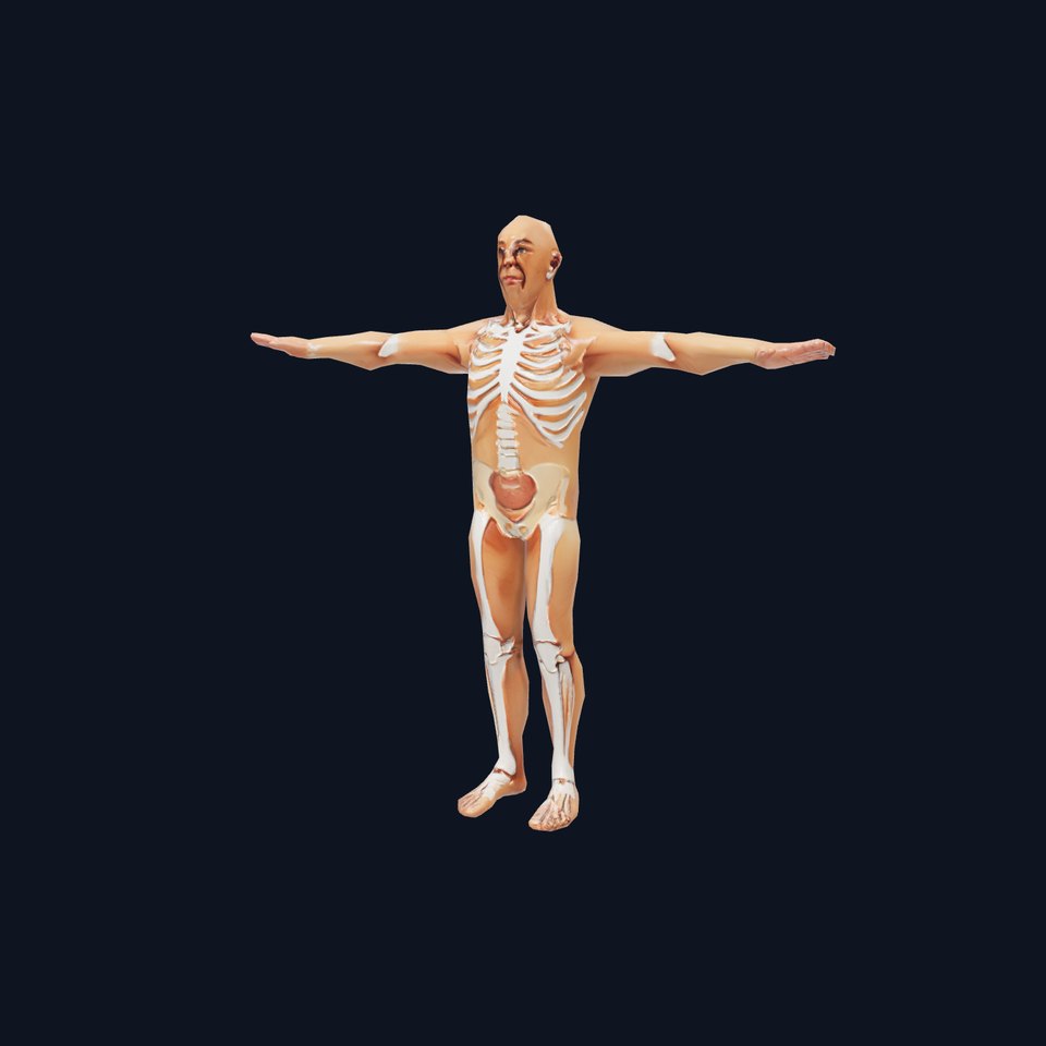 Human Anatomy Skeleton model pack